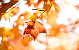 今日立秋 | 暑去涼來，一葉知秋